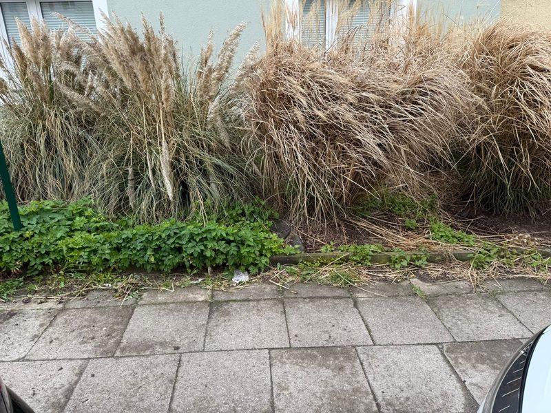 Vorher — Vorgartenpflege — Bielefeld (Übersicht)
